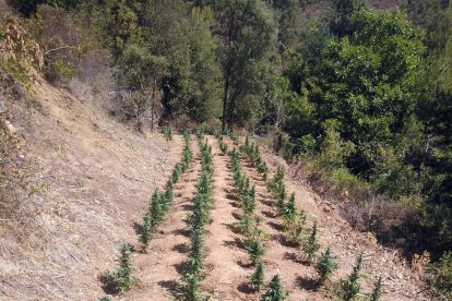 La plantación de marihuana descubierta por los Mossos d’Esquadra.