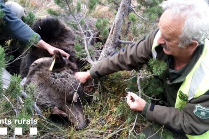 Moment en què es canvien les bateries del collar de l'ós Goiat a Naut Aran, el 16 d'octubre de 2018.