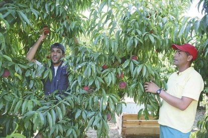 UP reclama mesures laborals per millorar la gestió de la campanya agrària