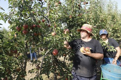 Imatge de l’inici de recollida de pera de la varietat barlett en una finca de l’Horta de Lleida.