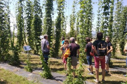 Visita a la plantació experimental durant la jornada celebrada a Olius.