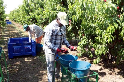 Imatge de treballadors del camp en una finca de Lleida.