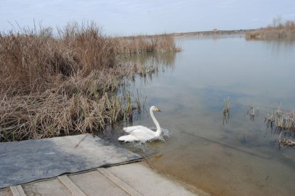 El cisne, entrando en las aguas del estanque. 