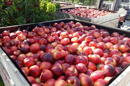 Lleida lidera la producción de fruta en el Valle del Ebro.