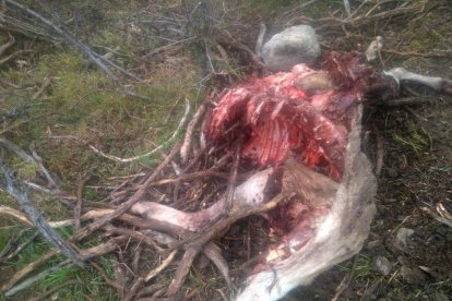 Un ós mata una ovella al Pallars Sobirà