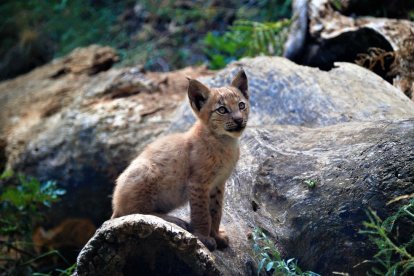 El primer lince nacido en el Pirineo catalán en los últimos cien años.