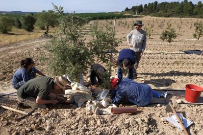 Diferentes técnicos trabajando en la finca experimental de Maials donde hay 300 encinas truferas. 