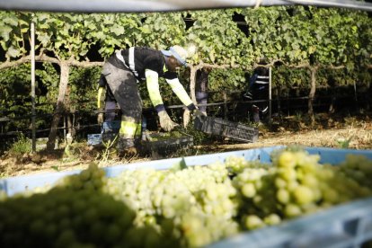 El celler Raimat va començar ahir la verema, el primer d’Europa a fer-ho.