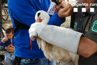 Cigonya alliberada aquesta setmana a Juneda.