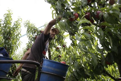 Collita de les primeres nectarines en una explotació de Torres de Segre.