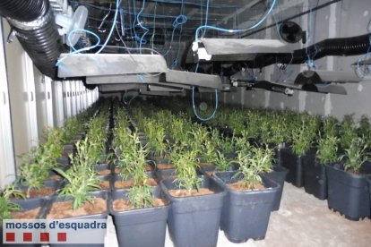 Vista de la sofisticada plantación de marihuana desmantelada en una nave inactiva de Torà. 