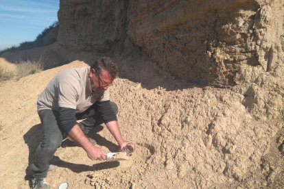 Terra del Vilot d’Almacelles per a una mostra a Manresa.