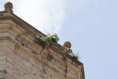 Una de las higueras (en la parte lateral) junto a otra vegetación.