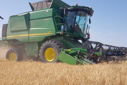 Imagen de una cosechadora trabajando en un campo de cereal de Vallmanya.