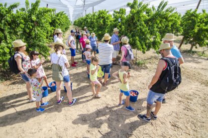 Cinc famílies recullen nectarines i paraguaians al Baix Segre