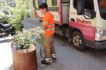 Reguen arbres plantats en grans suports per a testos a Noguerola