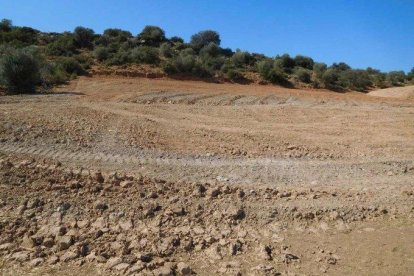 Els Agents Rurals han denunciat una empresa agrícola per llaurar una superfície forestal de 4.500 metres quadrats sense el permís.