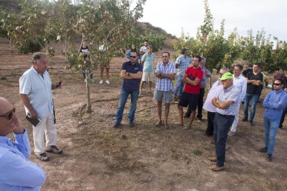 Visita a una plantació de pistatxos organitzada per la Cooperativa d’Ivars i el Grup Borges i que va reunir 45 agricultors.