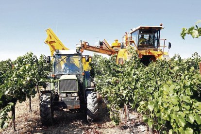 Imatge d'arxiu de la verema del celler de Raimat, propietat de Codorniu.