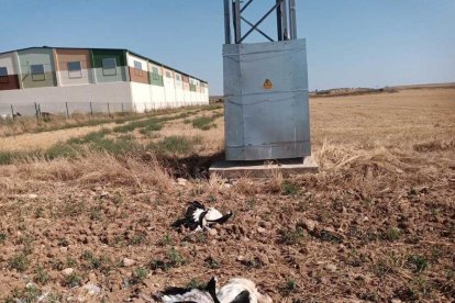 Cadáveres de cigüeñas al pie de la línea eléctrica.