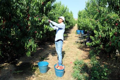 Imagen de archivo de recogida de fruta de hueso en una finca de Lleida.