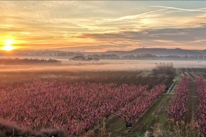 Els camps del Baix Segrià entre la boira.