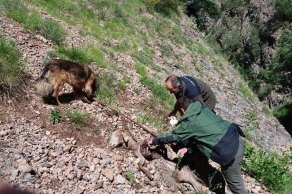 Els Agents Rurals van trobar la cabra morta del ramat de Conca de Dalt.