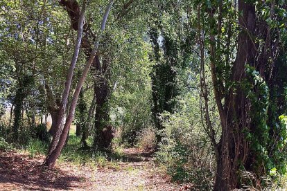 Passeig de les Senyoretes 