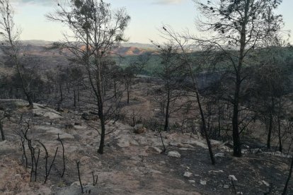 El gran incendi va calcinar unes 500 hectàrees al terme de Maials, d’un total de 5.000.