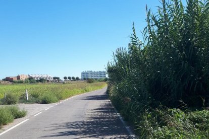 Imatge de la vegetació que envaeix el camí de Vallcalent.