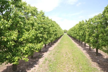 Imatge d’arxiu d’una explotació de fruiters de les comarques de Lleida.