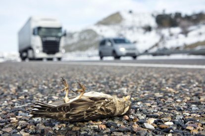 Las nevadas diezman pinzones y gorriones en las carreteras