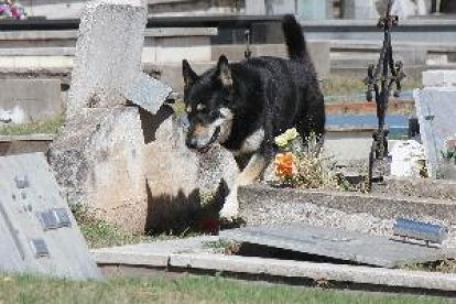 Muere el perro que veló durante una década la tumba de su amo en Argentina