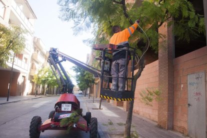 La ciudad avanza la poda por el pulgón  -  Tàrrega ha avanzado la poda tras detectar la presencia de pulgón en algunas especies, si bien el consistorio aseguró que no se trata de una plaga. Por otra parte, la brigada municipal de Alcarràs inic ...