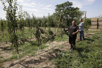 Los agricultores mostraban ayer los daños provocados en la finca, con árboles talados. 