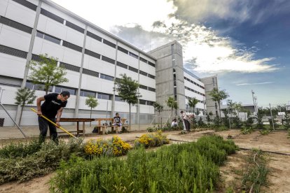 Pacientes y sanitarios trabajan en el huerto del hospital, en Copa d’Or. 