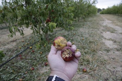 La pedregada de divendres va deixar zones amb el 100% de dany a la fruita