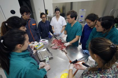 Dos estudiantes, practicando con un jabalí.