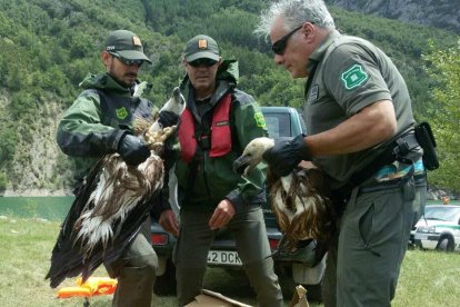 Les aus van ser traslladades al centre de fauna de Vallcalent.