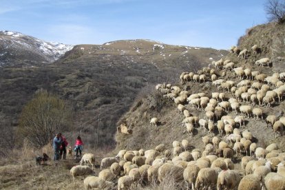 Imatge d’arxiu de l’activitat ‘Aviem el bestiar’.