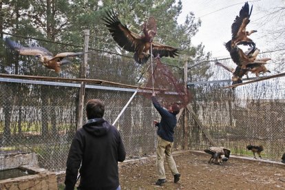 Las aves se encontraban en una jaula y disponían de espacio para volar.