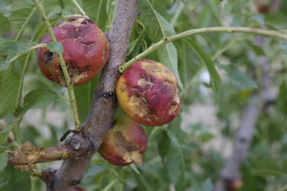 Imatge de nectarines destrossades per la pedra a Alcarràs.