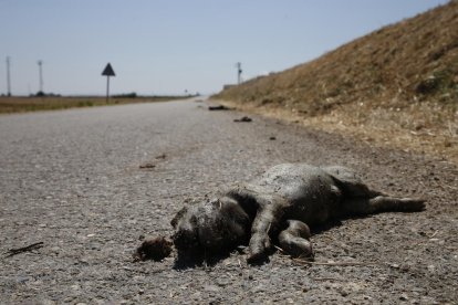 Un camió perd la càrrega al Segrià