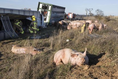 Tallat en un sentit l’Eix a Estaràs al bolcar un camió amb porcs