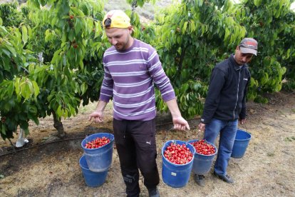 Imagen de temporeros en la recogida de la cereza de este año en Seròs.