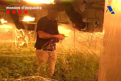 Una de las plantaciones de marihuana