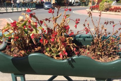 Flores muertas en una de las jardineras donde el ayuntamiento ha detectado amoníaco. 