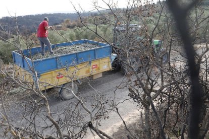 Oliveres danyadespel foc la setmana passada a Maials, a l’inici de la campanya de l’oliva.