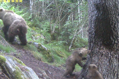 Una osa con dos oseznos nacidos el año pasado en el Pirineo francés. 