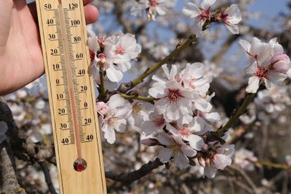 Imatge d’ametllers en flor en ple dia amb temperatures sota zero.